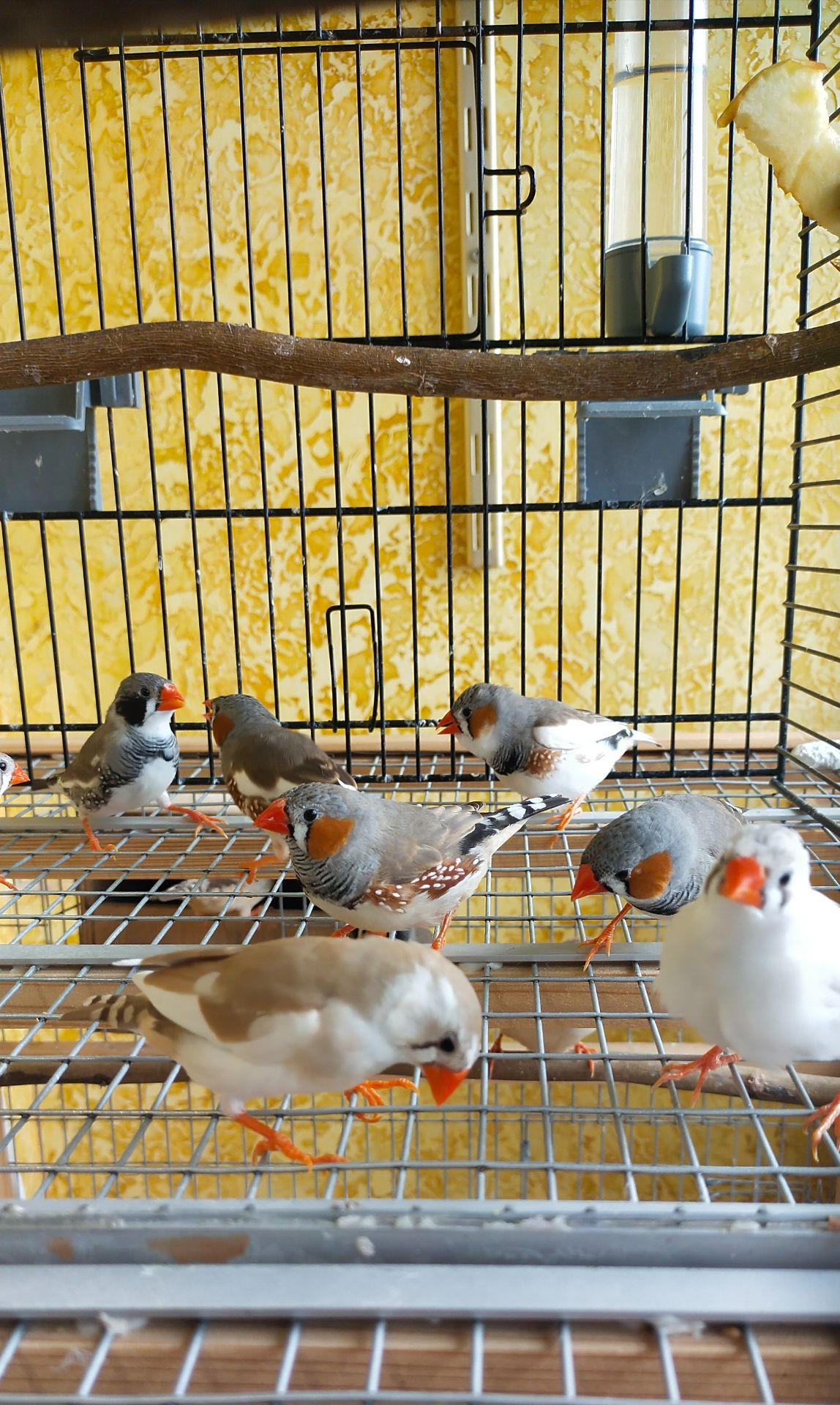 Зебровые амадины