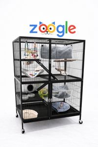 Котячий лемур — екзотичний улюбленець, який закохує з першого погляду