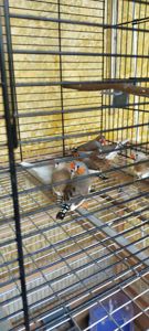 Зебровые амадины