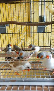 Зебровые амадины