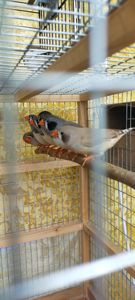 Зебровые амадины