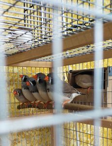 Зебровые амадины