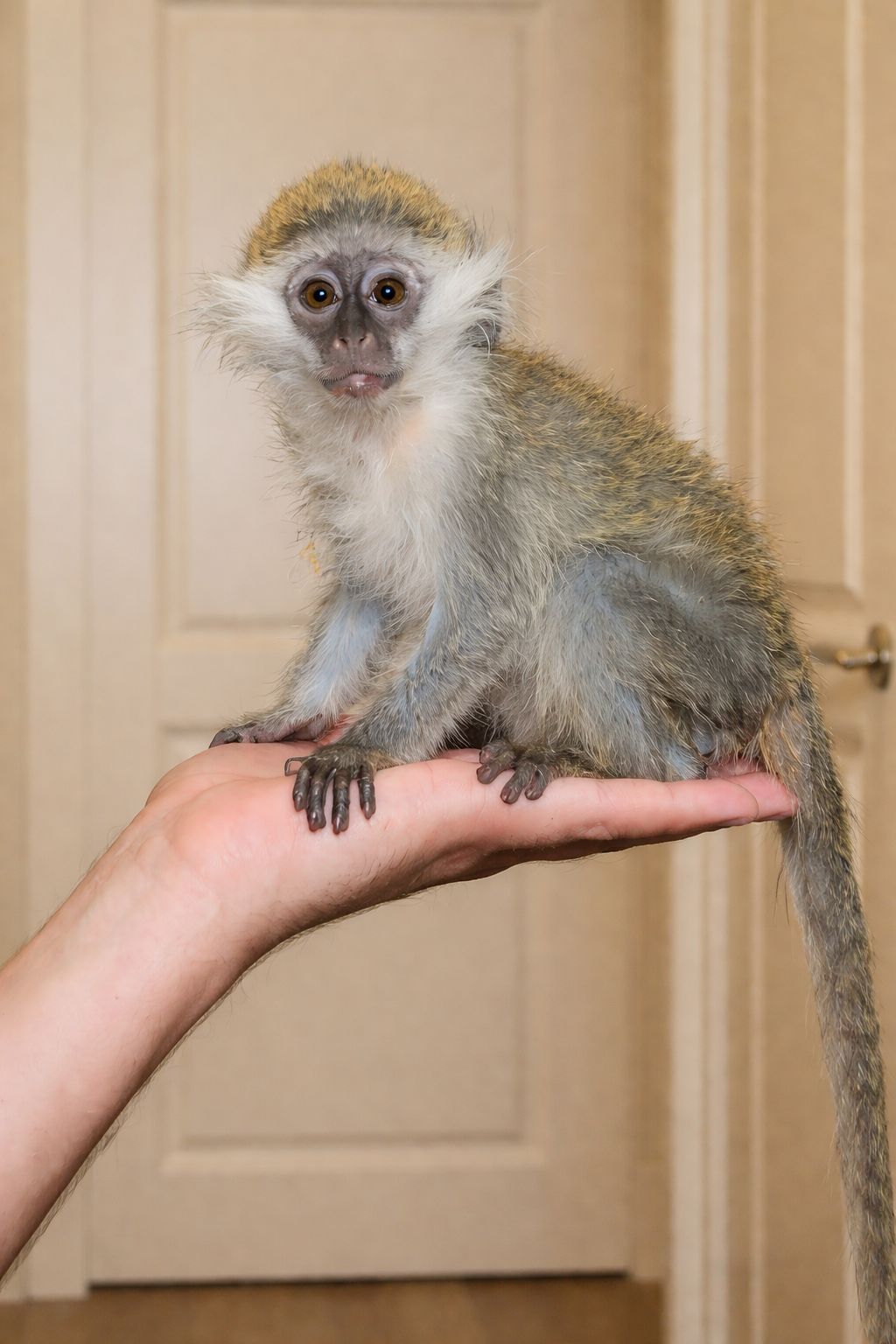 Карликова мартишка — міні мавпочка, яку неможливо забути