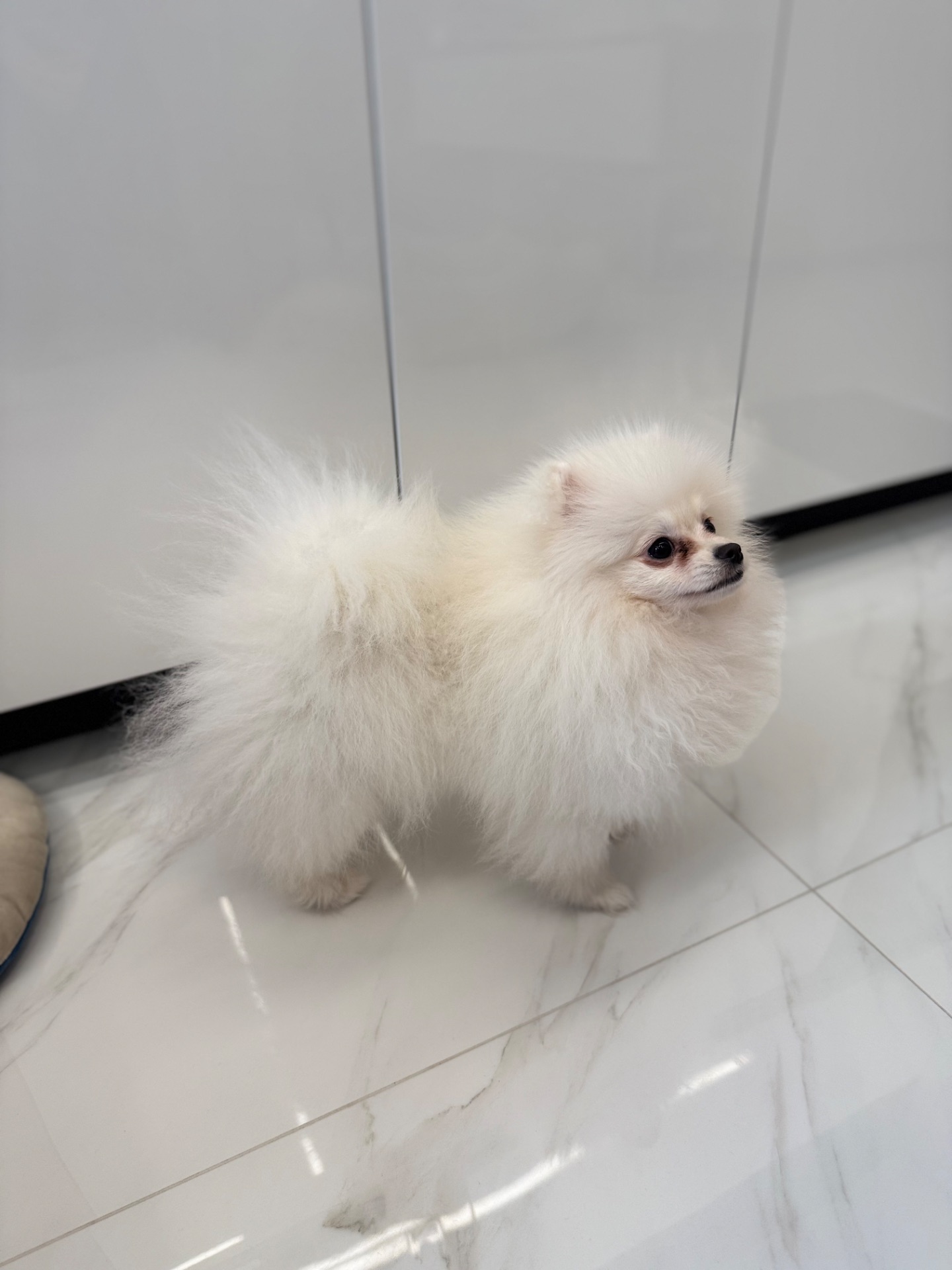 Міні шпіц, дівчинка.6 місяців