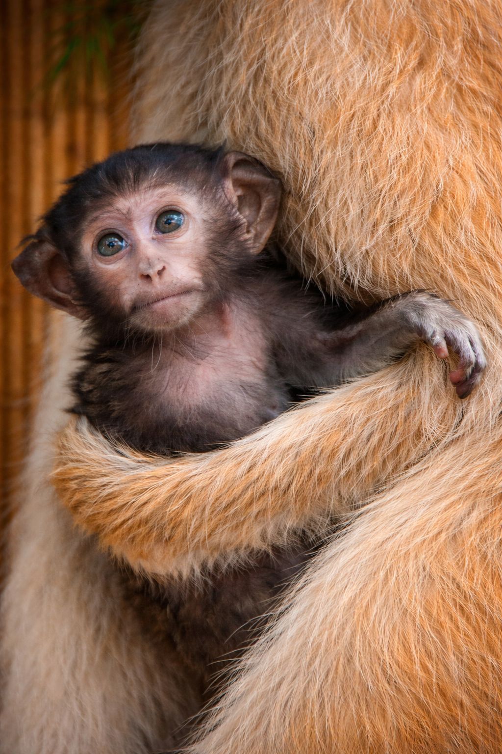 Мартишка гусар — незвичайний та дуже цікавий улюбленець