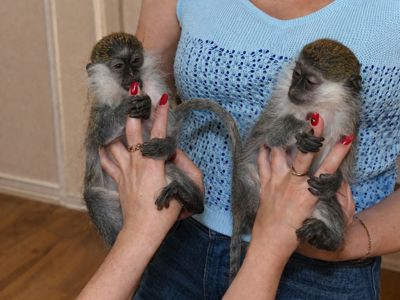 Карликова мартишка — міні мавпочка, яку неможливо забути