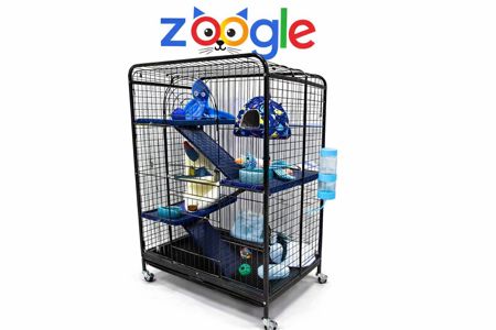 Карликова мартишка — міні мавпочка, яку неможливо забути