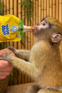 Мартишка гусар — незвичайний та дуже цікавий улюбленець