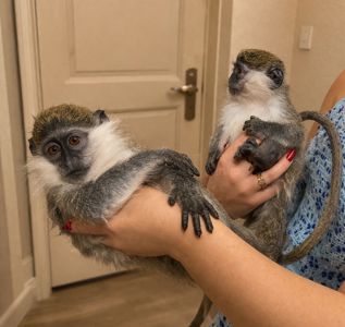 Карликова мартишка — міні мавпочка, яку неможливо забути