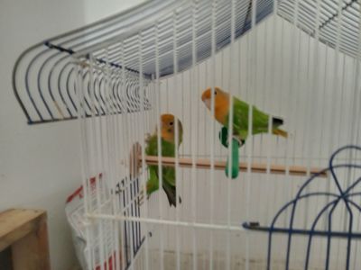 Нерозлучники розовощекі