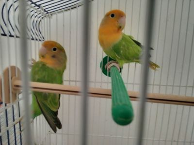 Нерозлучники розовощекі