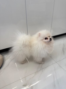 Міні шпіц, дівчинка.6 місяців