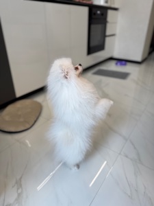 Міні шпіц, дівчинка.6 місяців