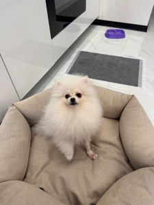 Міні шпіц, дівчинка.6 місяців