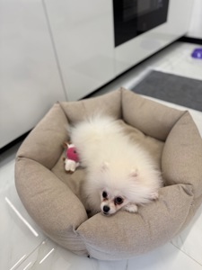 Міні шпіц, дівчинка.6 місяців