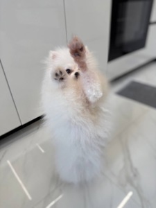 Міні шпіц, дівчинка.6 місяців