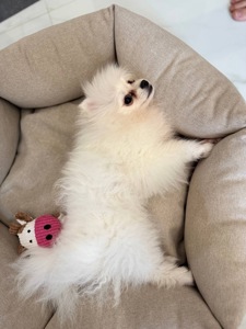 Міні шпіц, дівчинка.6 місяців