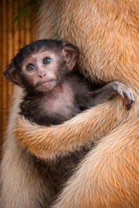 Мартишка гусар — незвичайний та дуже цікавий улюбленець