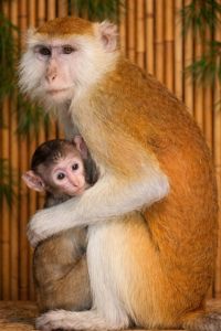 Мартишка гусар — незвичайний та дуже цікавий улюбленець