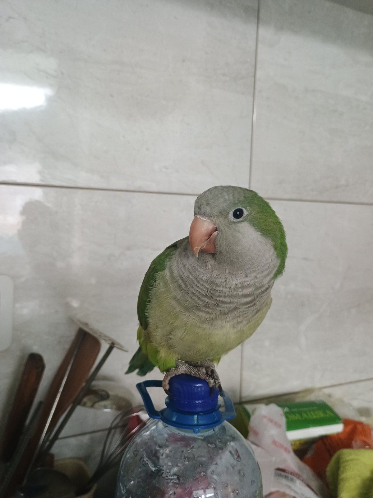 Ручний хлопчик Каліта-Монах