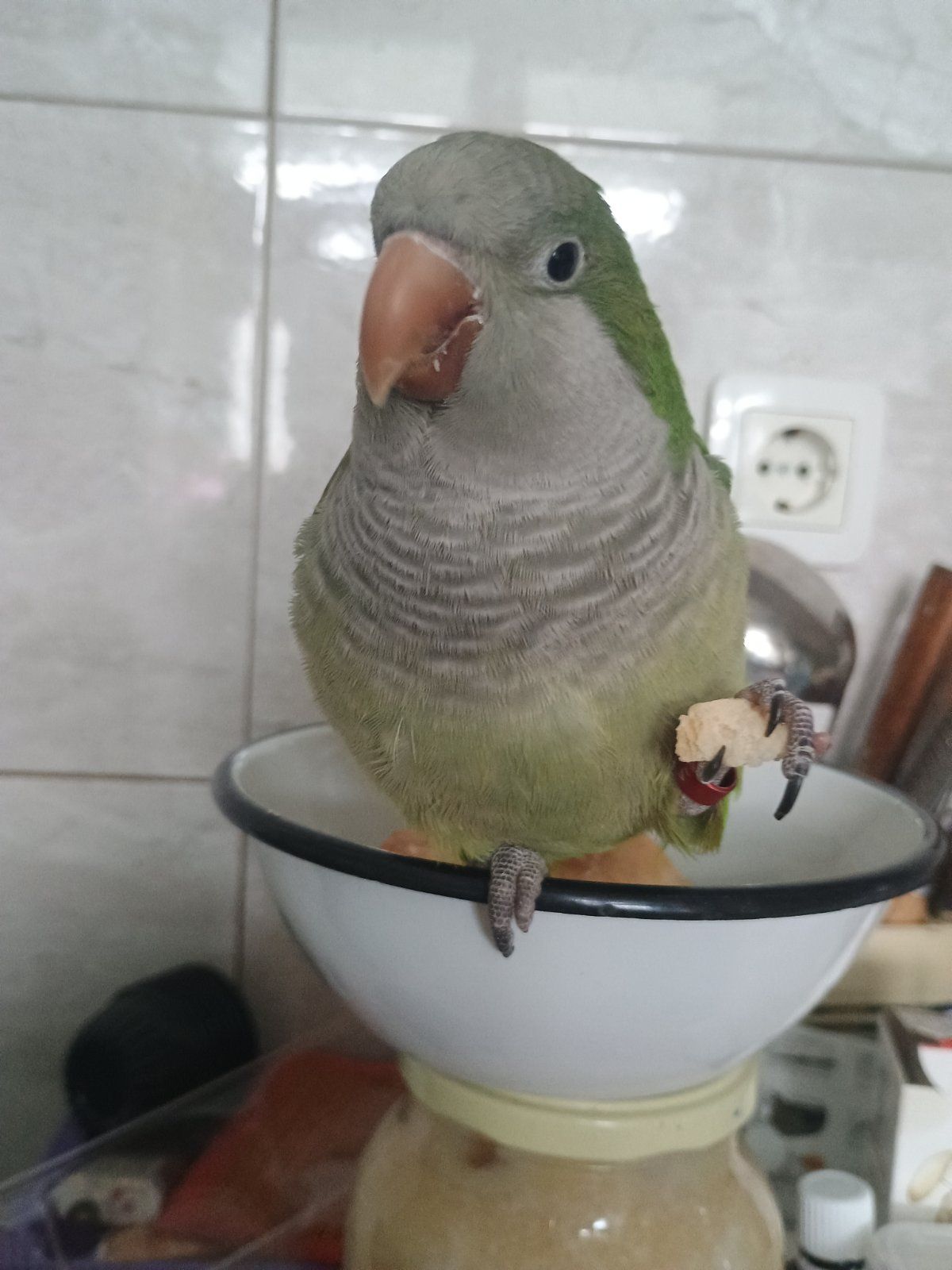 Ручний хлопчик Каліта-Монах