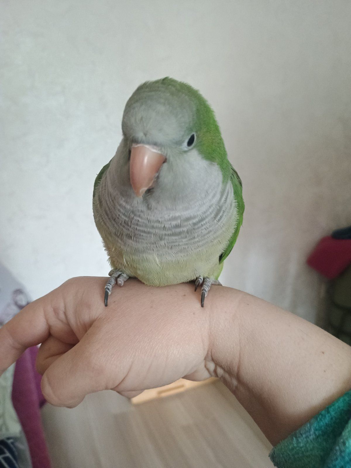 Ручний хлопчик Каліта-Монах