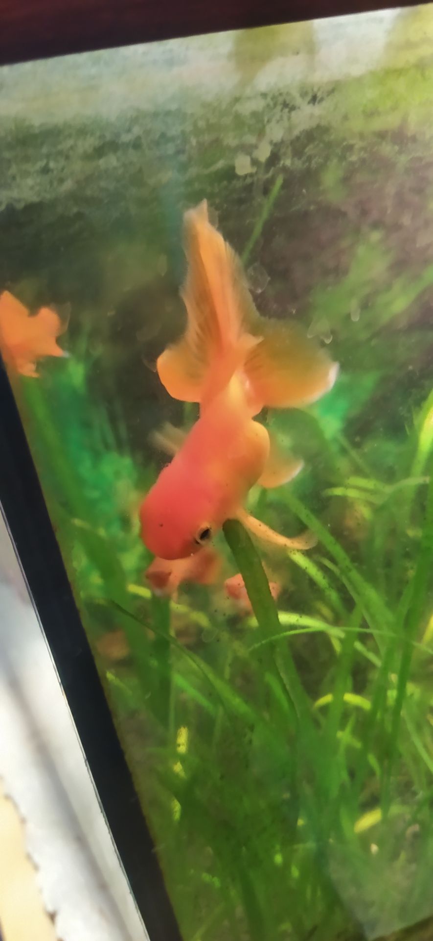 Мирні рибки разом з акваріумом на 50 літрів