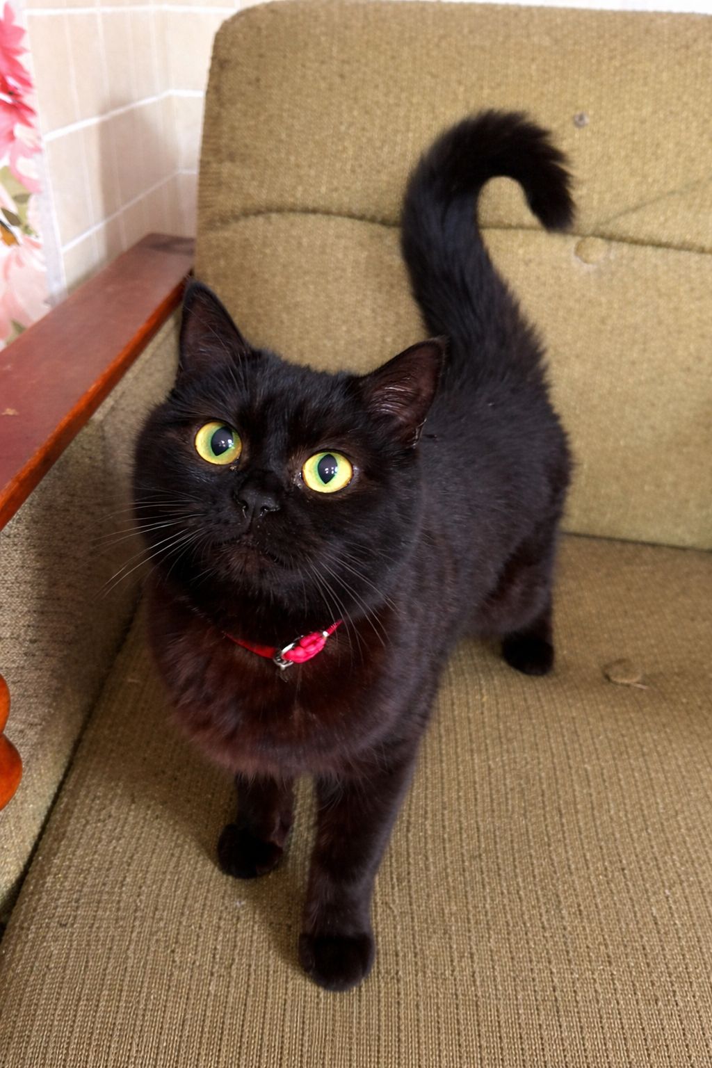 Молода Кішка в хороші руки