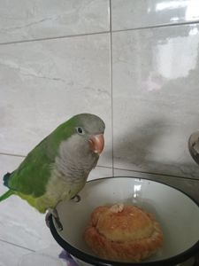 Ручний хлопчик Каліта-Монах