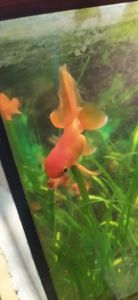 Мирні рибки разом з акваріумом на 50 літрів