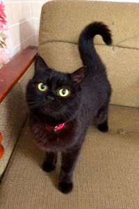 Молода Кішка в хороші руки