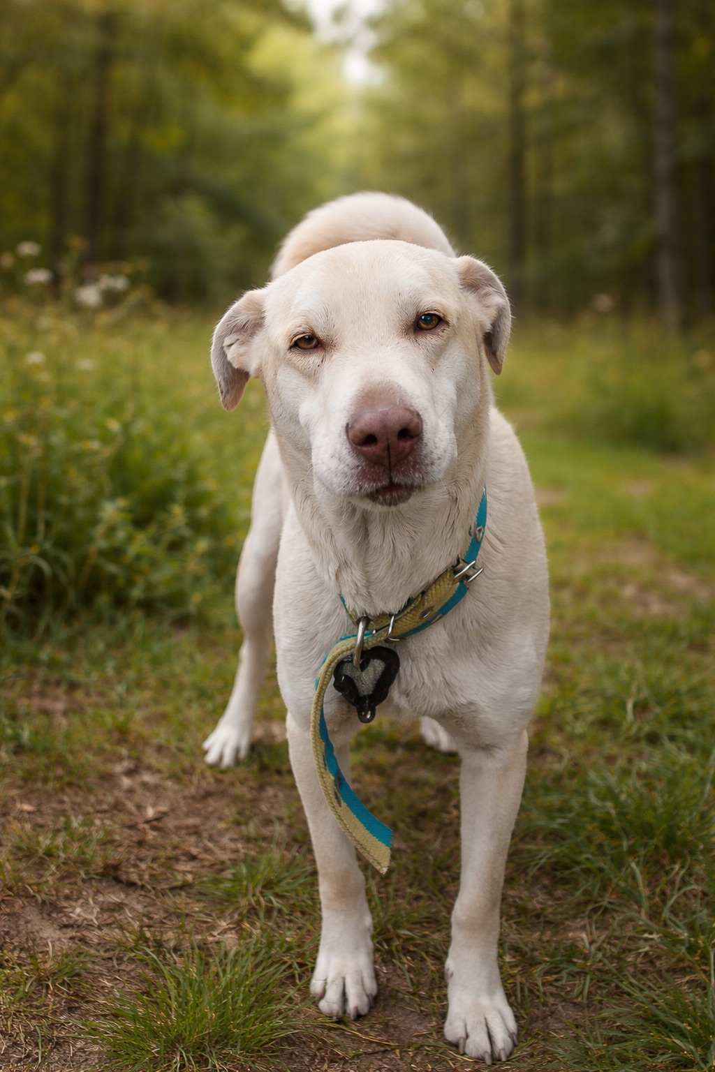 Молодий метис шарпея дзвоніть