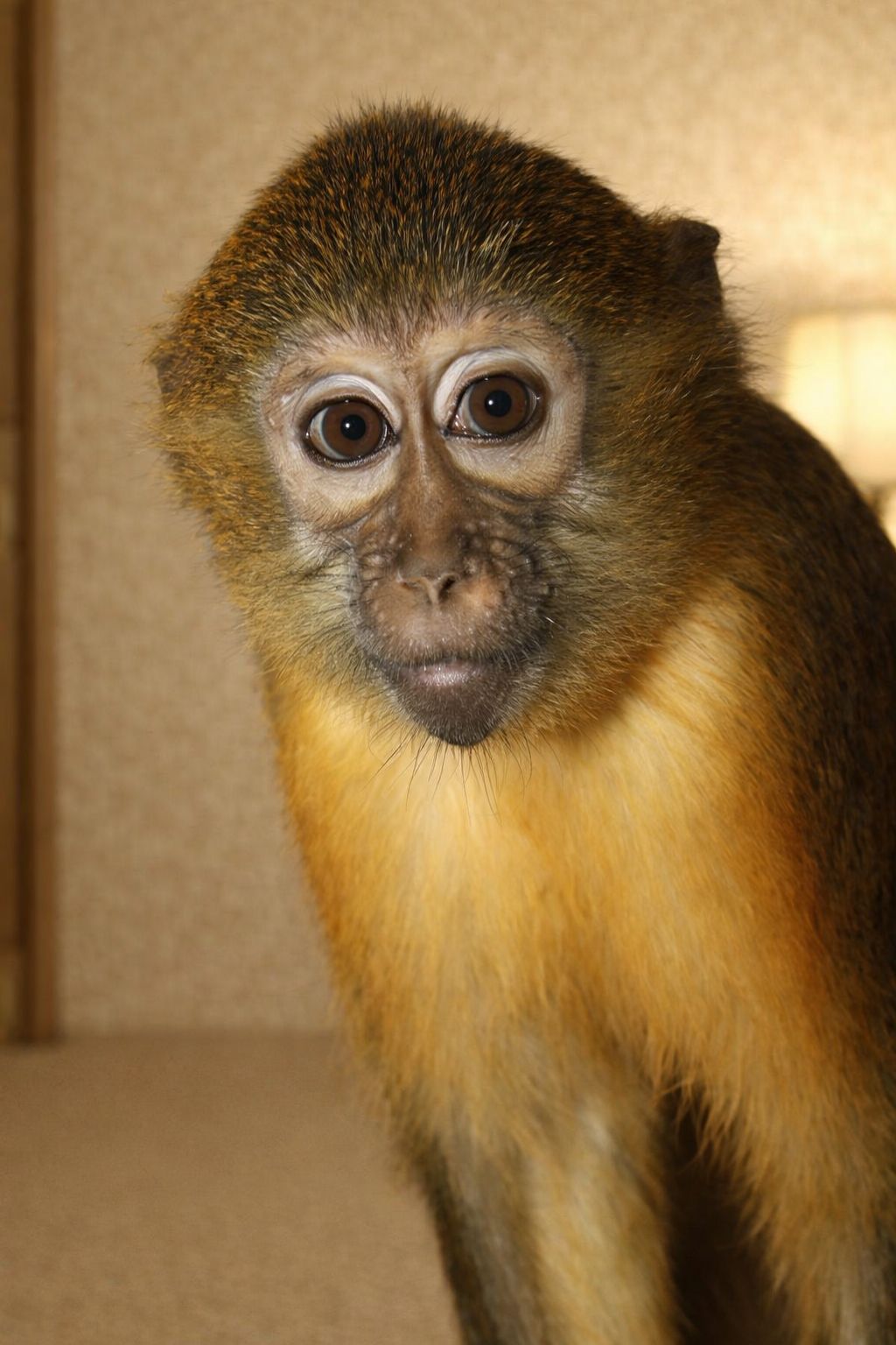 Декоративна мавпа (макака). Незвичайний улюбленець на кожен день