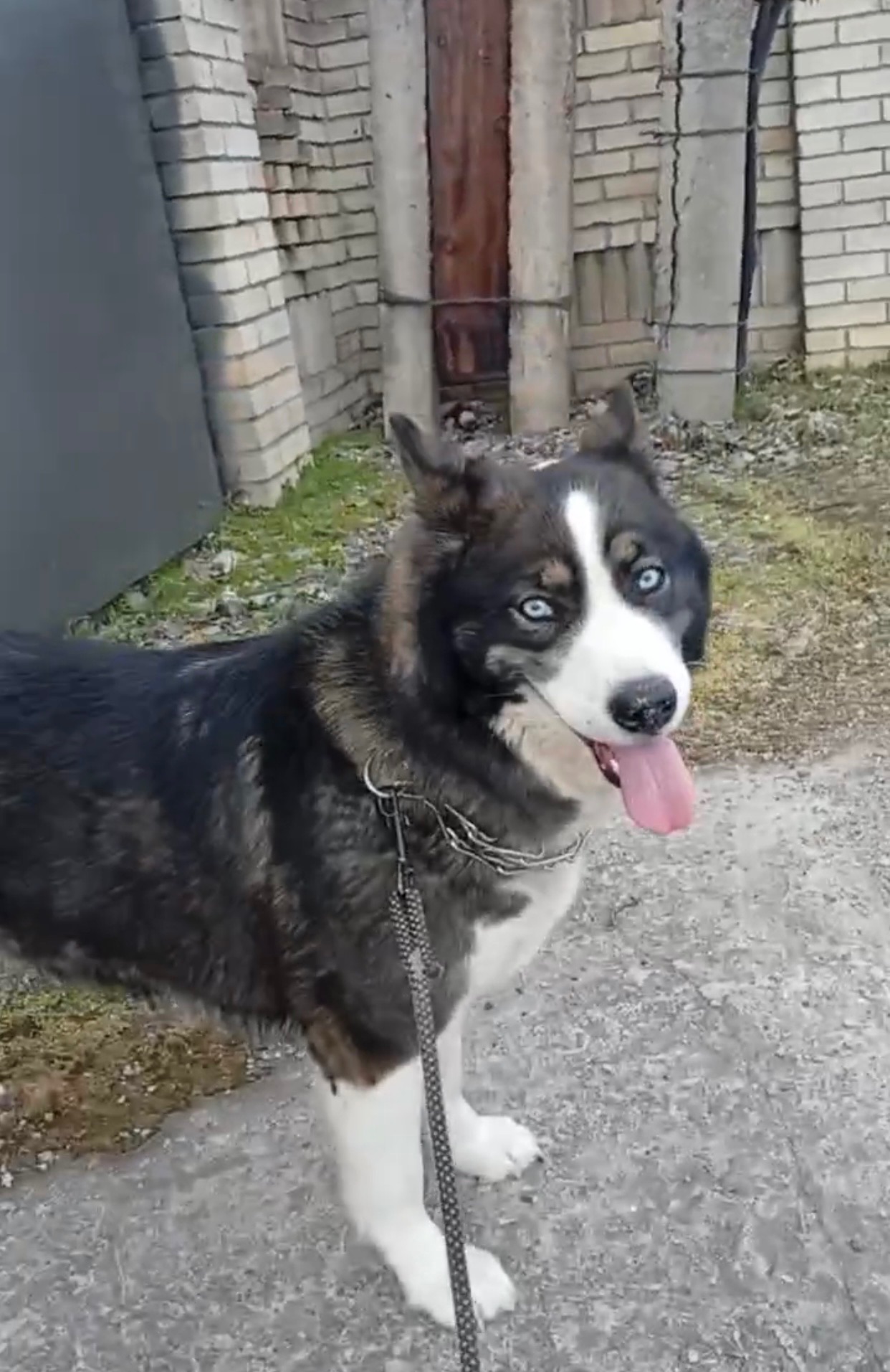 Молода дівчинка хаскі дзвоніть