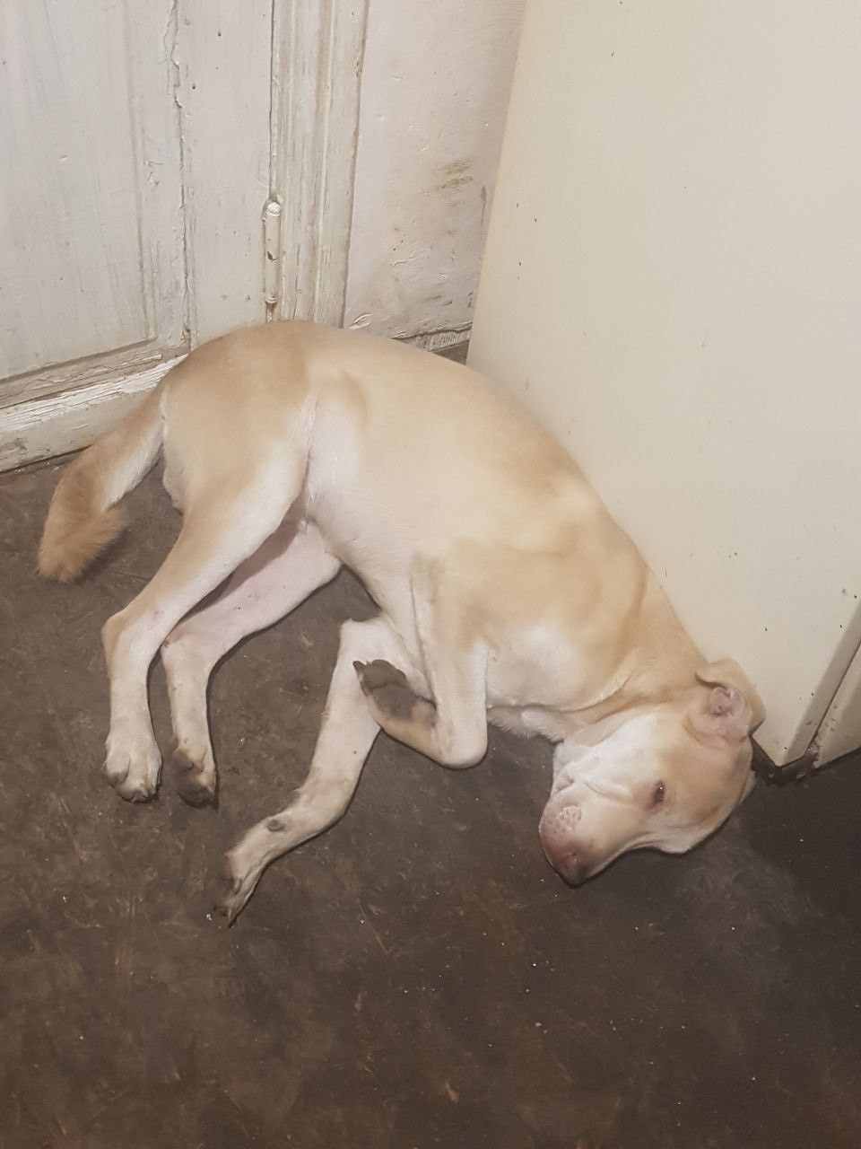 Молодий метис шарпея дзвоніть