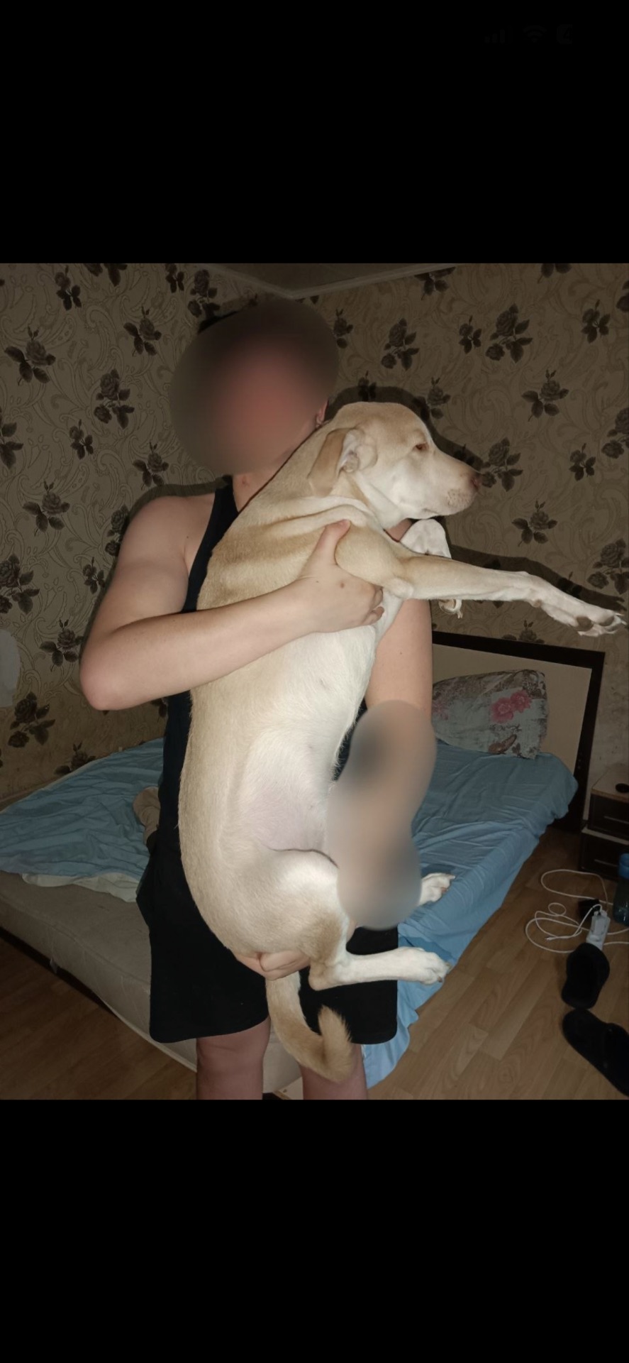 Молодий метис шарпея дзвоніть