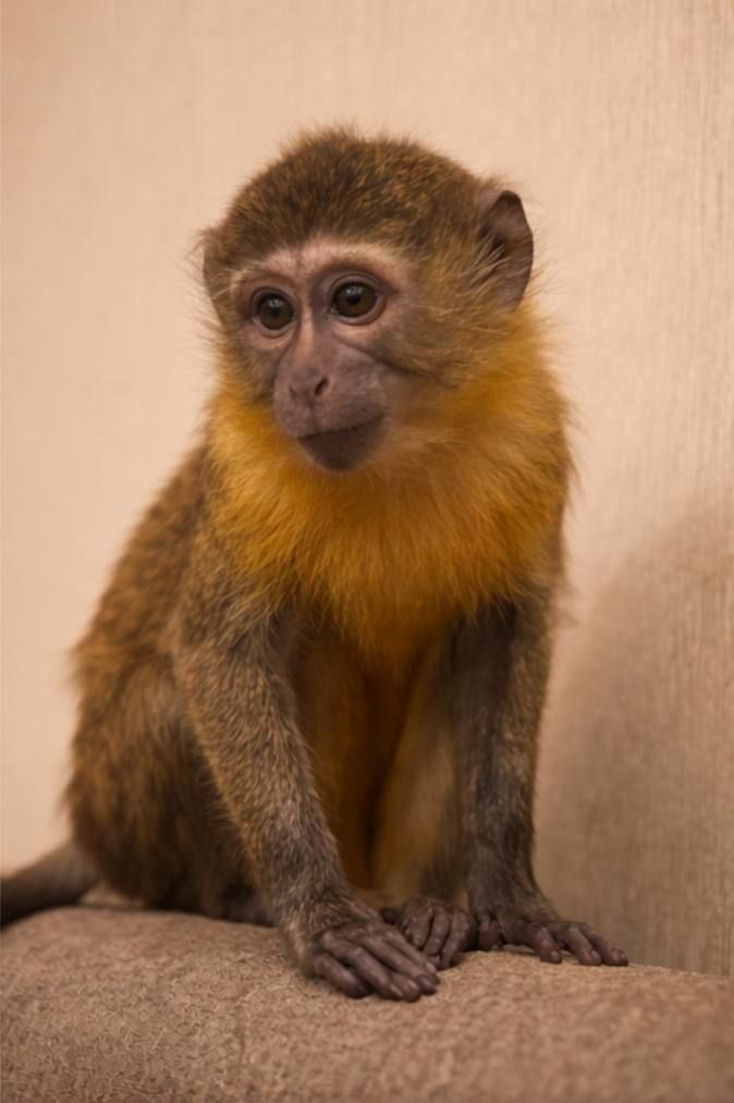 Декоративна мавпа (макака). Незвичайний улюбленець на кожен день
