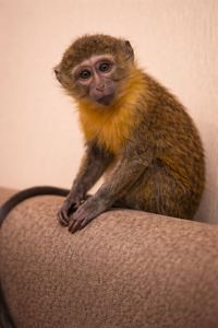 Декоративна мавпа (макака). Незвичайний улюбленець на кожен день