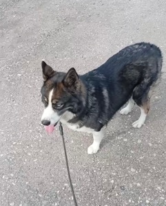 Молода дівчинка хаскі дзвоніть