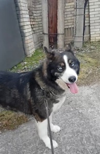 Молода дівчинка хаскі дзвоніть