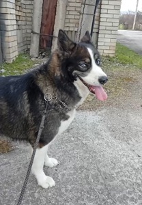 Молода дівчинка хаскі дзвоніть