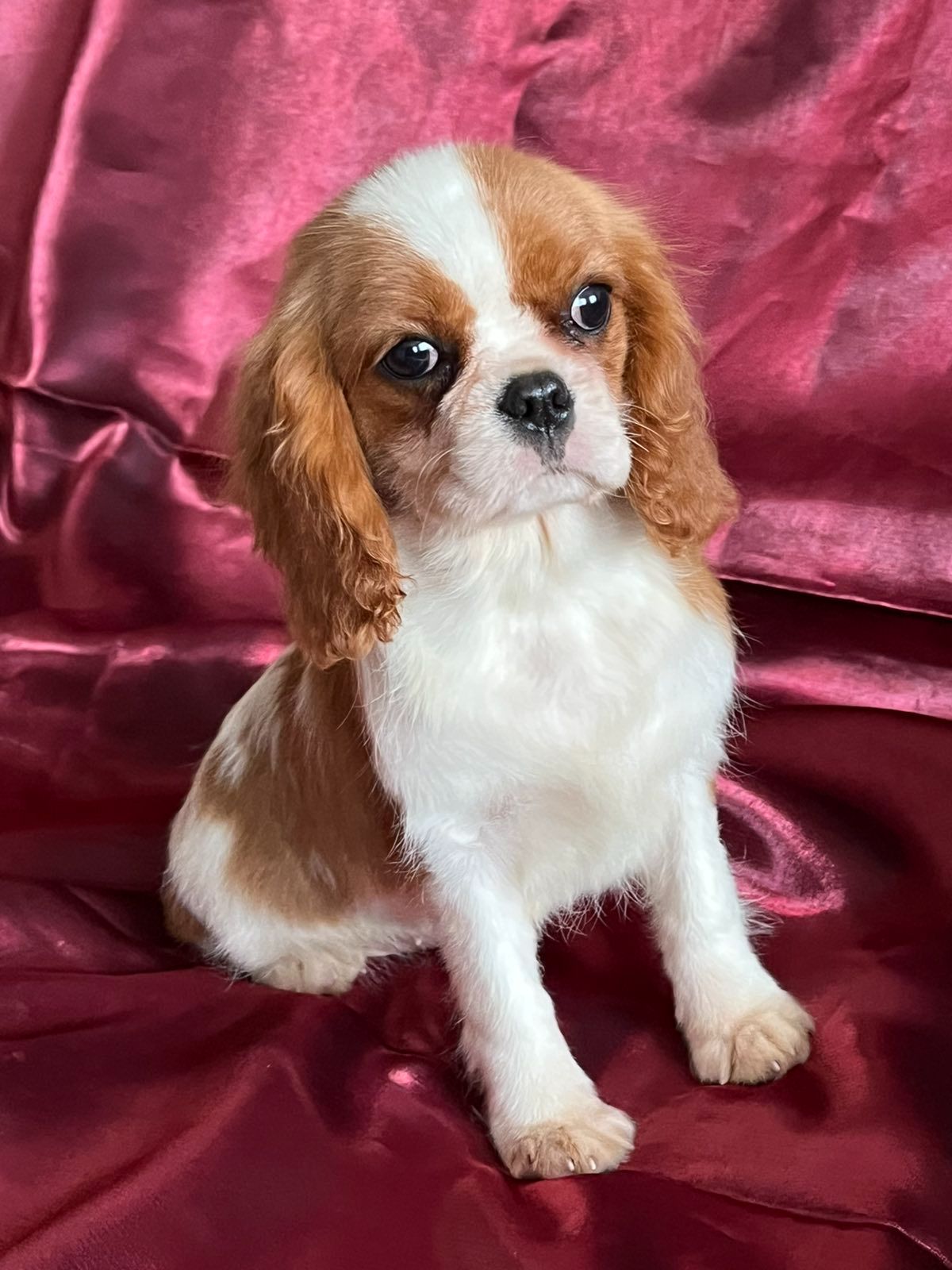 Кавалер кинг чарльз спаниель девочка