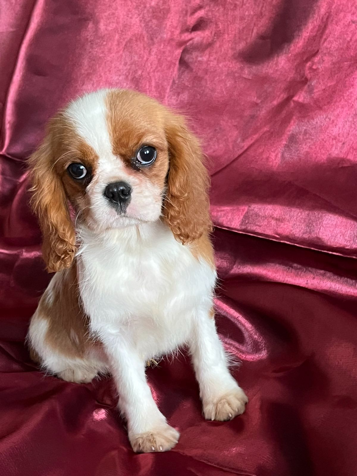 Кавалер кинг чарльз спаниель девочка
