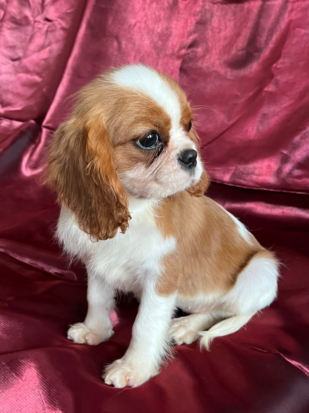 Кавалер кинг чарльз спаниель девочка