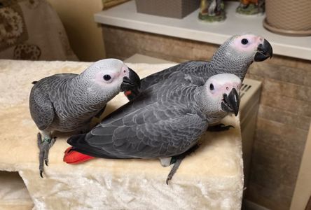 Сіра горихвістка 2026 року, супер ручна