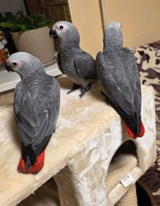 Сіра горихвістка 2026 року, супер ручна