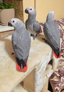 Сіра горихвістка 2026 року, супер ручна