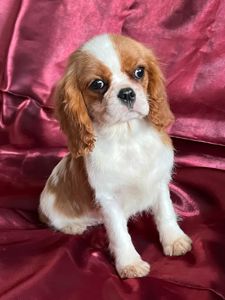 Кавалер кинг чарльз спаниель девочка
