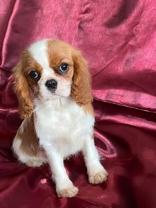 Кавалер кинг чарльз спаниель девочка