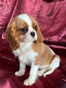 Кавалер кинг чарльз спаниель девочка